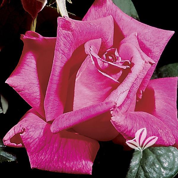 Rosa Hybrid Tea Perfume Delight - View 20 from www redcrocus com
