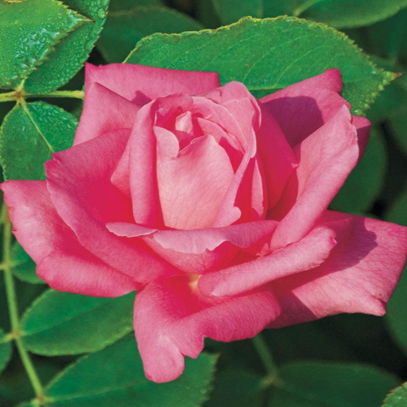 Rosa Hybrid Tea Perfume Delight - View 2 from www redcrocus com