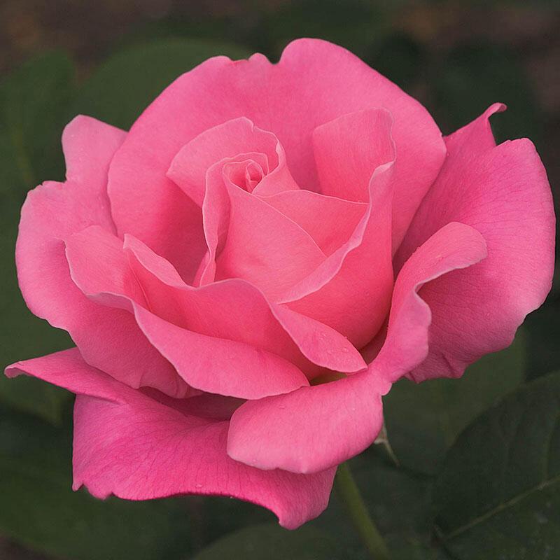 Rosa Hybrid Tea Perfume Delight - View 3 from www redcrocus com