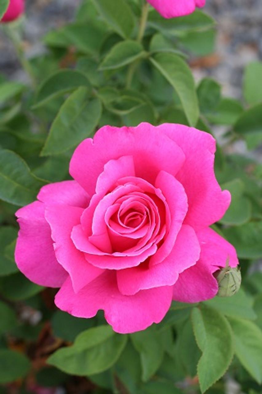 Rosa Hybrid Tea Perfume Delight - View 4 from www redcrocus com
