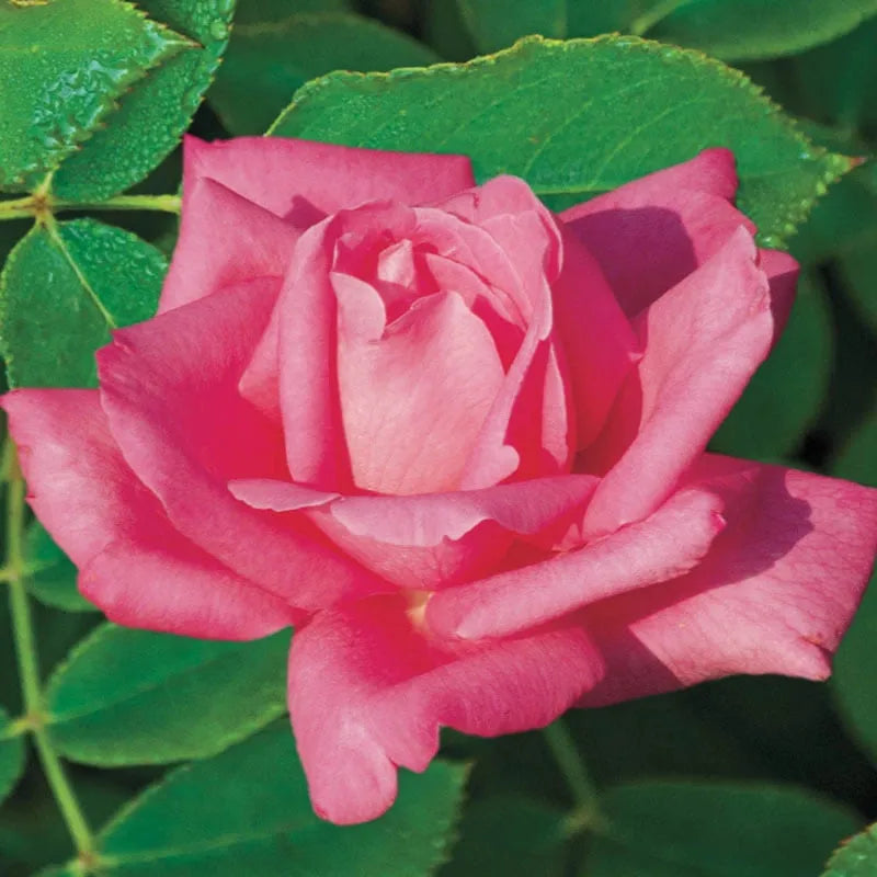 Rosa Hybrid Tea Perfume Delight - View 5 from www redcrocus com