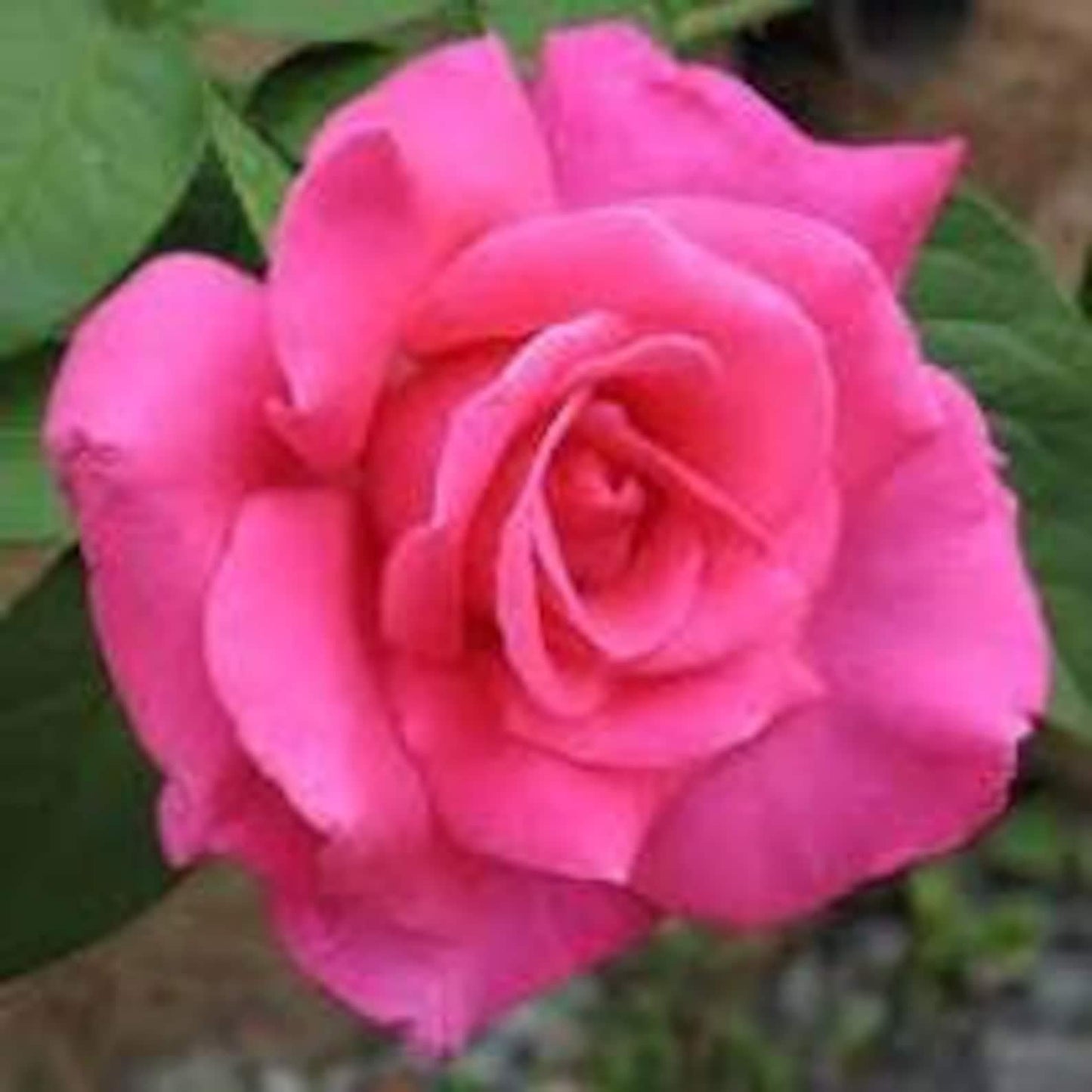 Rosa Hybrid Tea Perfume Delight - View 5 from www redcrocus com