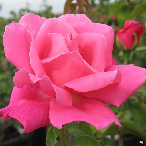 Rosa Hybrid Tea Perfume Delight - View 6 from www redcrocus com