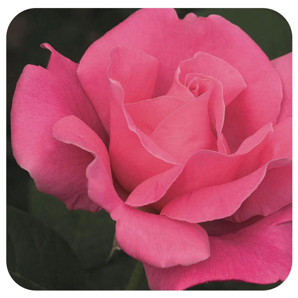 Rosa Hybrid Tea Perfume Delight - View 8 from www redcrocus com