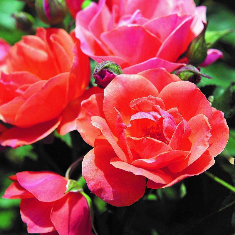 Rosa Landscape Coral Knock Out - View 10 from www redcrocus com