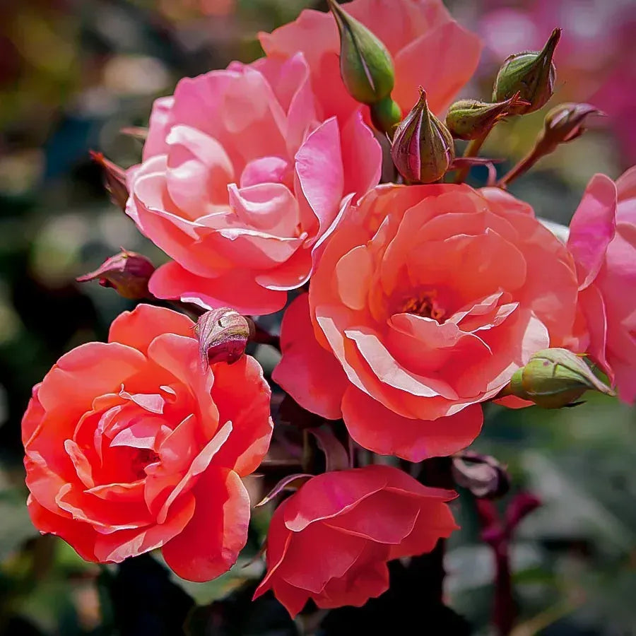 Rosa Landscape Coral Knock Out - View 11 from www redcrocus com
