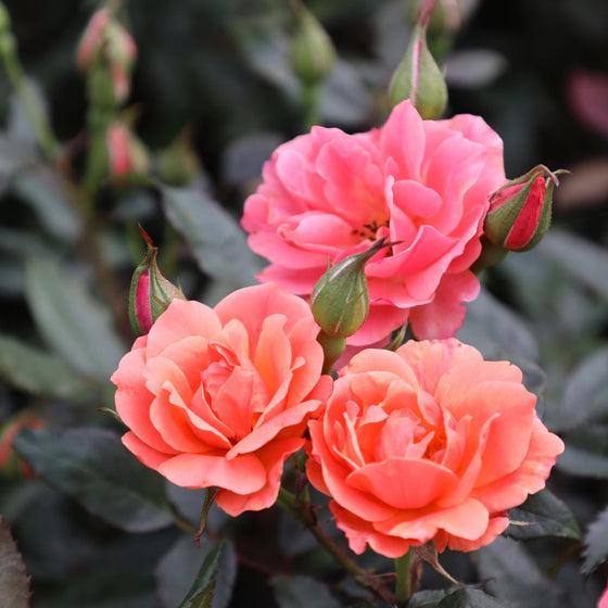 Rosa Landscape Coral Knock Out - View 12 from www redcrocus com