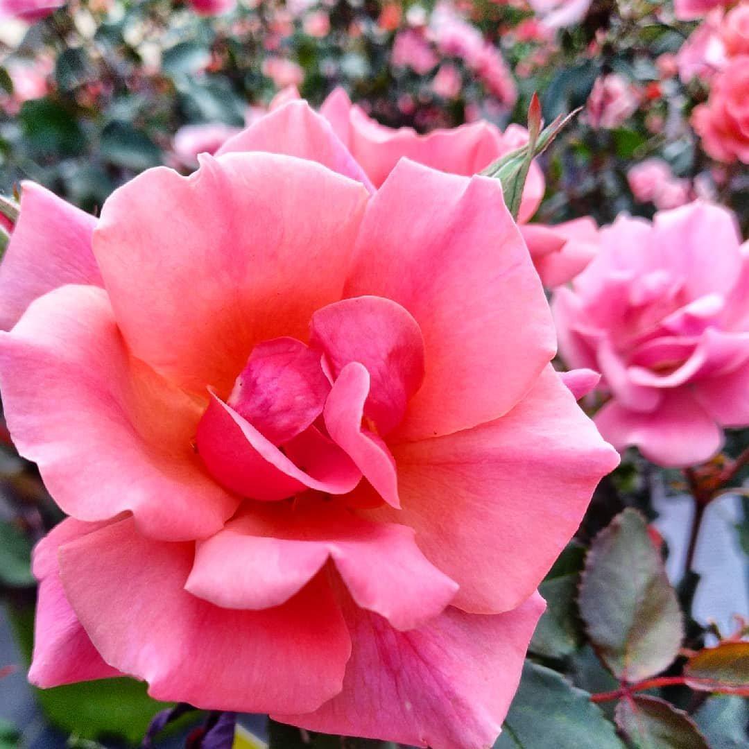 Rosa Landscape Coral Knock Out - View 14 from www redcrocus com