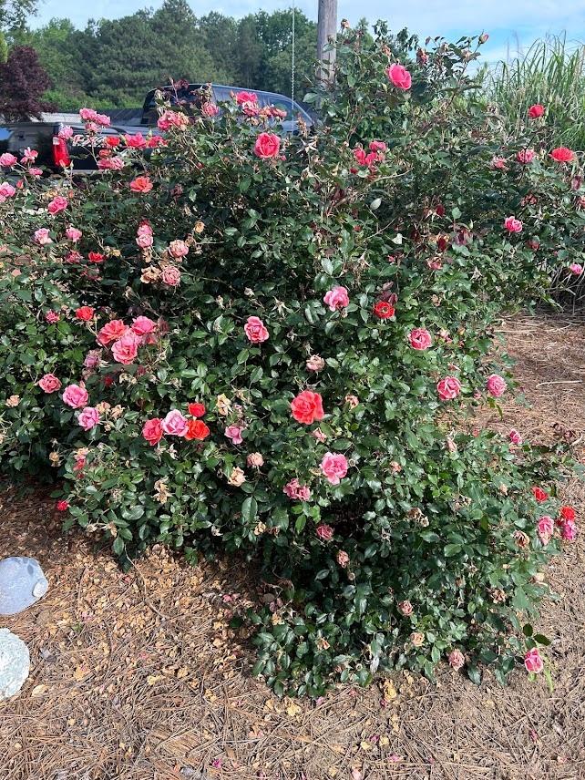 Rosa Landscape Coral Knock Out - View 15 from www redcrocus com
