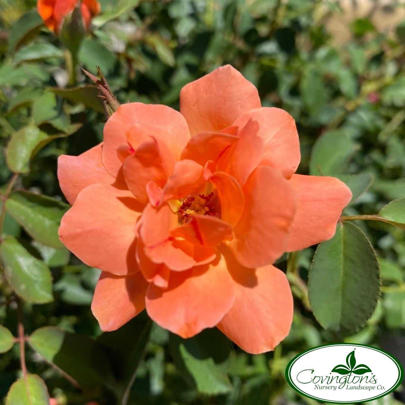 Rosa Landscape Coral Knock Out - View 16 from www redcrocus com