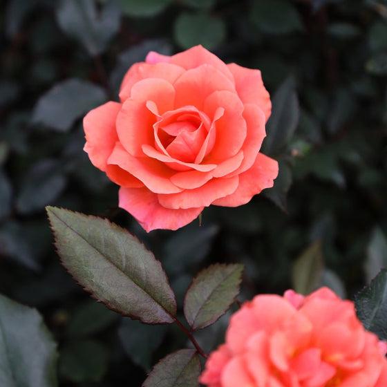 Rosa Landscape Coral Knock Out - View 17 from www redcrocus com