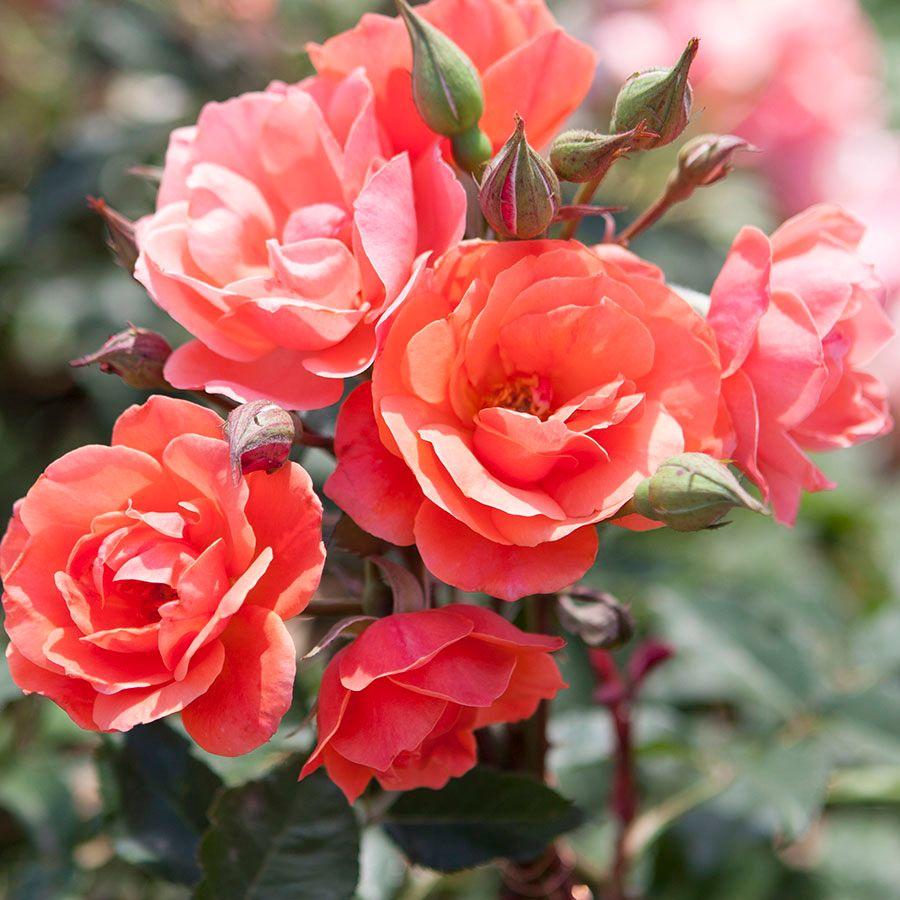 Rosa Landscape Coral Knock Out - View 1 from www redcrocus com