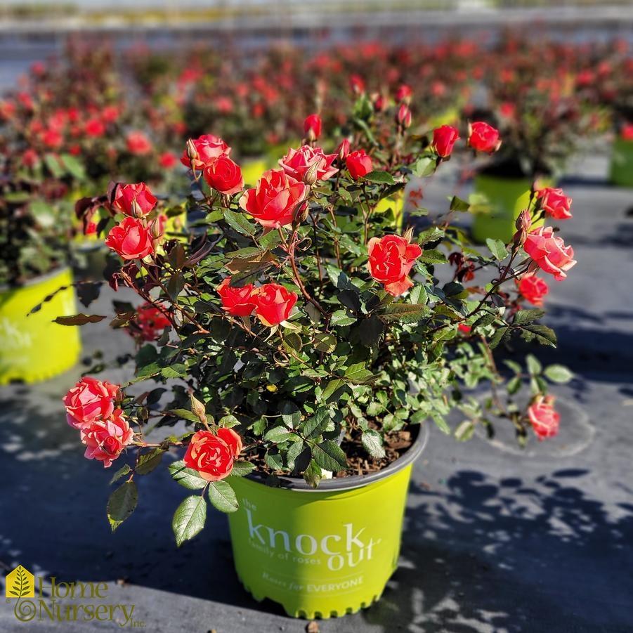 Rosa Landscape Coral Knock Out - View 2 from www redcrocus com
