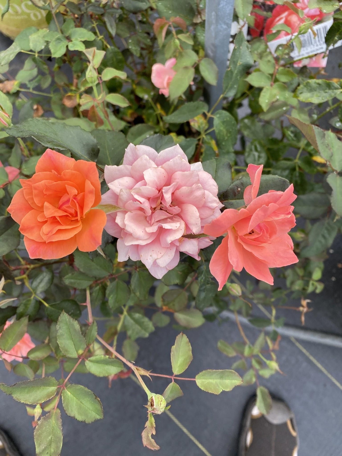 Rosa Landscape Coral Knock Out - View 3 from www redcrocus com