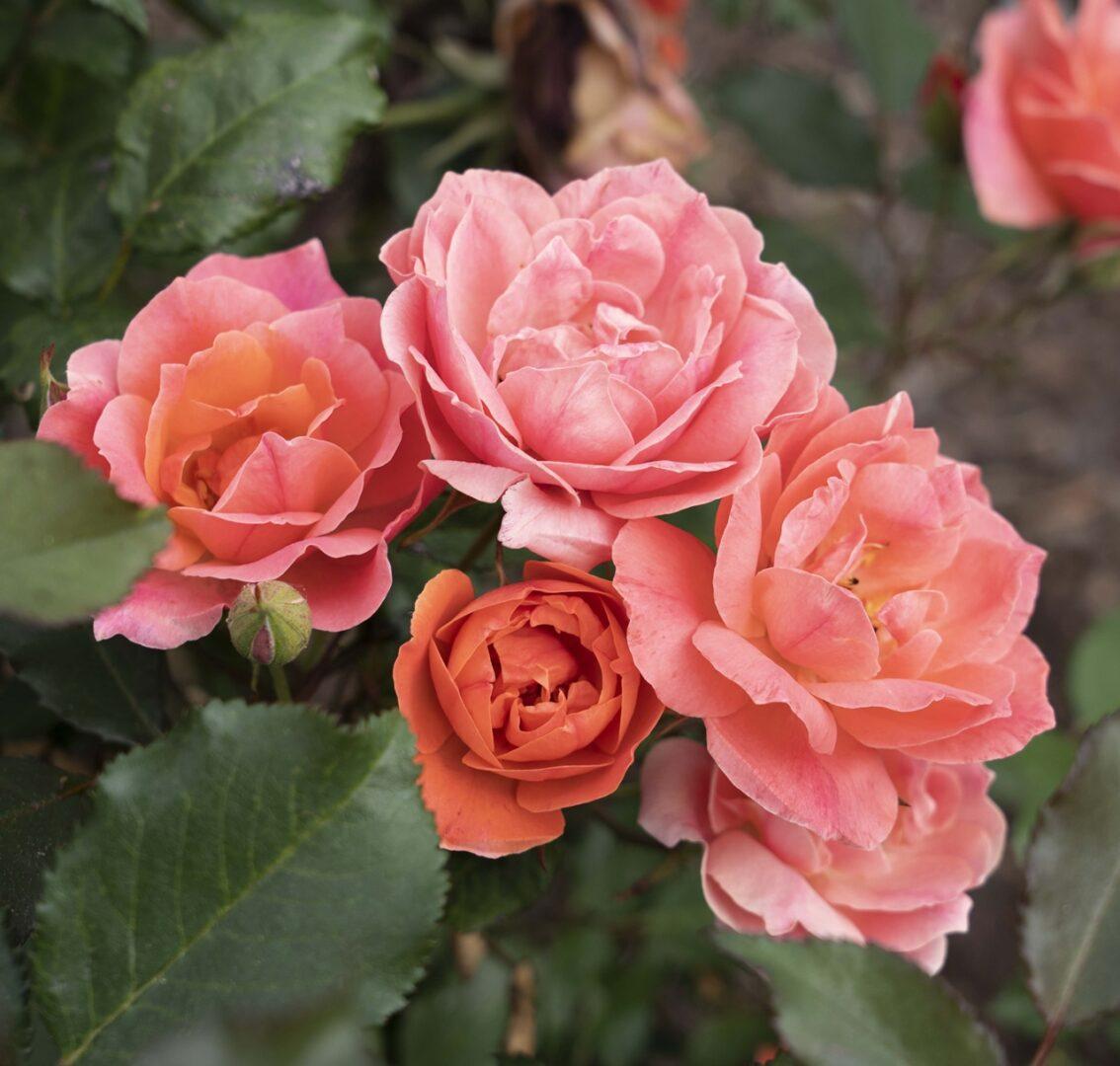 Rosa Landscape Coral Knock Out - View 5 from www redcrocus com