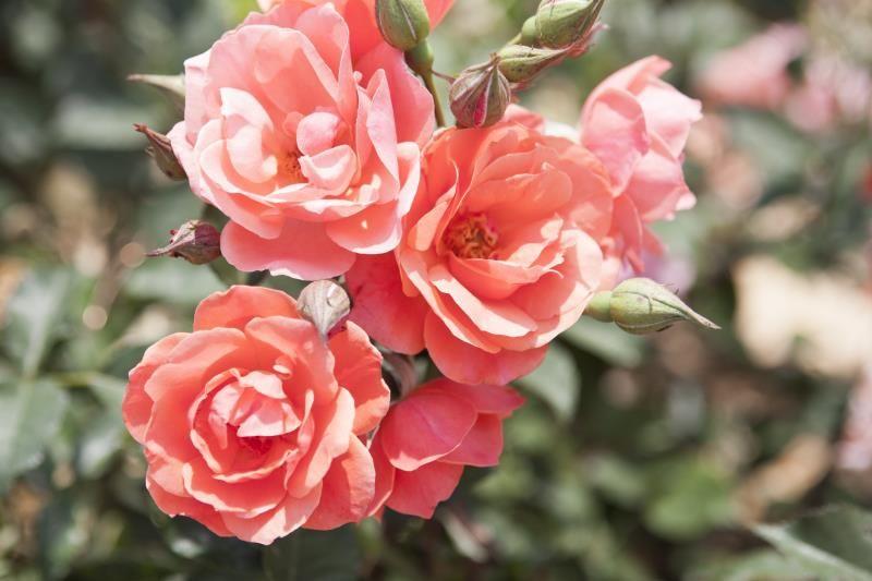 Rosa Landscape Coral Knock Out - View 6 from www redcrocus com