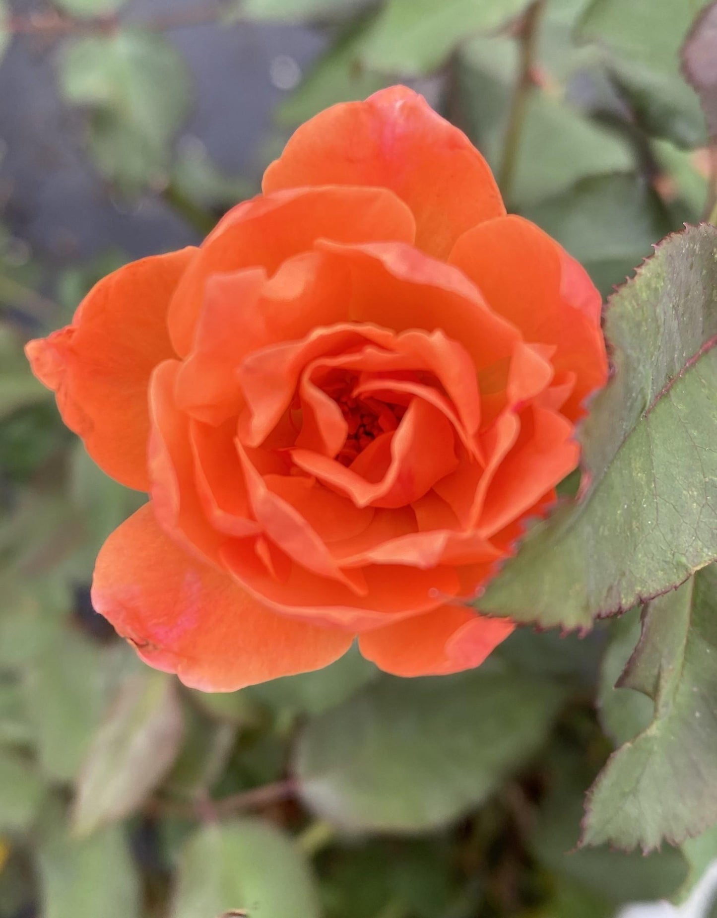 Rosa Landscape Coral Knock Out - View 7 from www redcrocus com