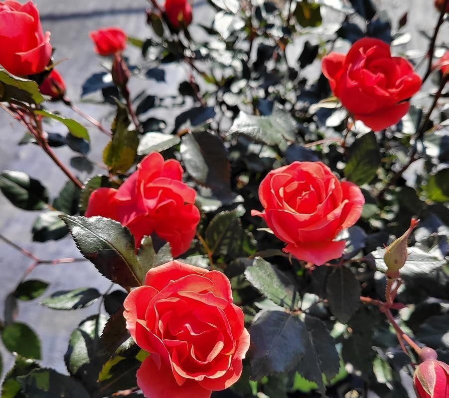 Rosa Landscape Coral Knock Out - View 8 from www redcrocus com