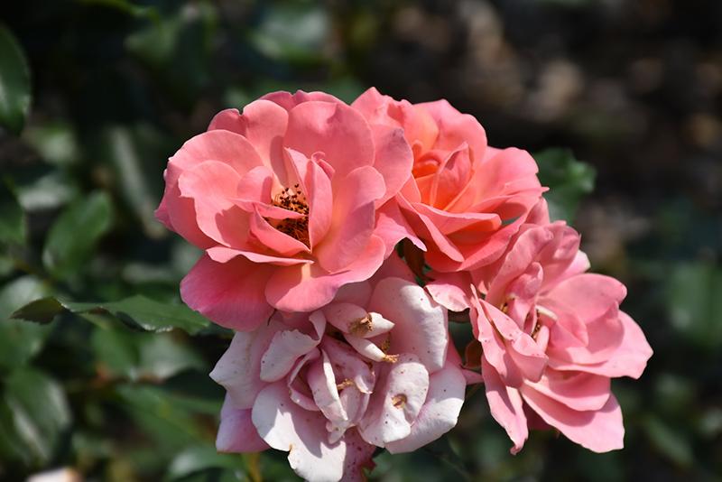 Rosa Landscape Coral Knock Out - View 9 from www redcrocus com