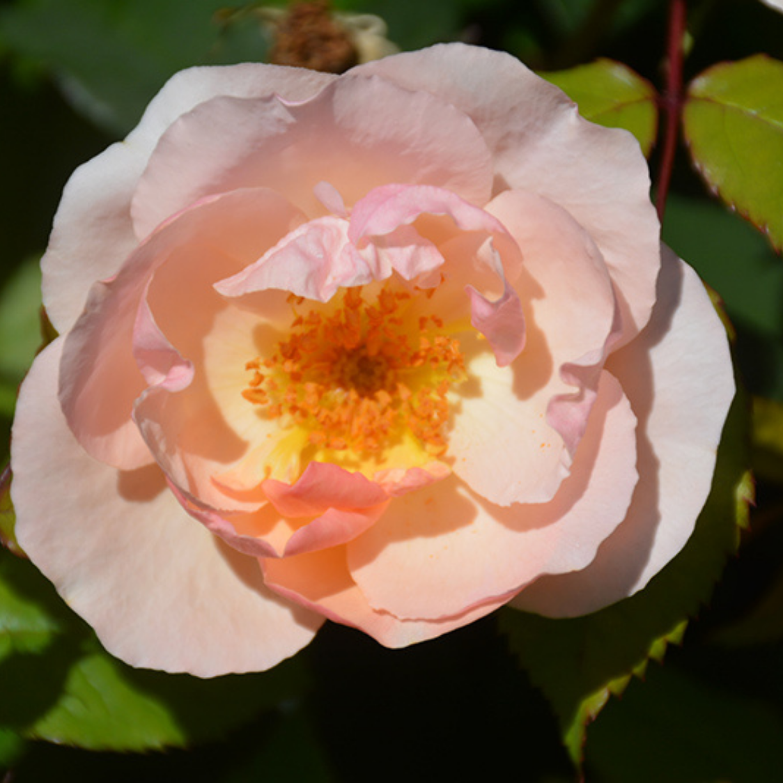 Rosa Landscape Peachy Knock Out - View 2 from www redcrocus com
