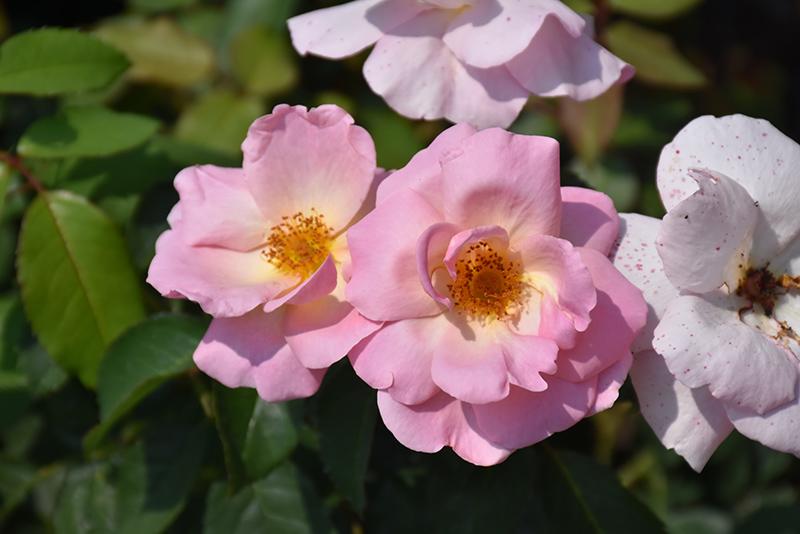 Rosa Landscape Peachy Knock Out - View 4 from www redcrocus com