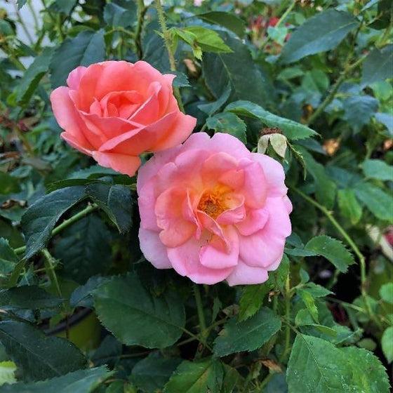 Rosa Landscape Peachy Knock Out - View 7 from www redcrocus com