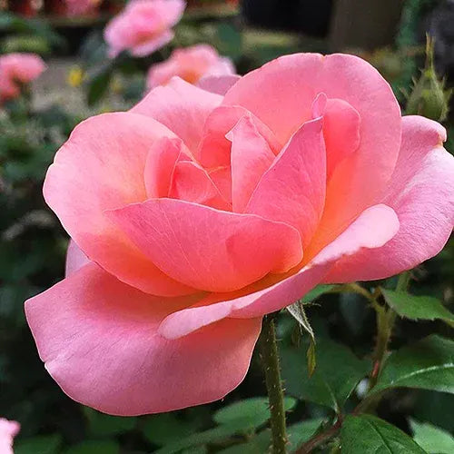 Rosa Landscape Peachy Knock Out - View 8 from www redcrocus com