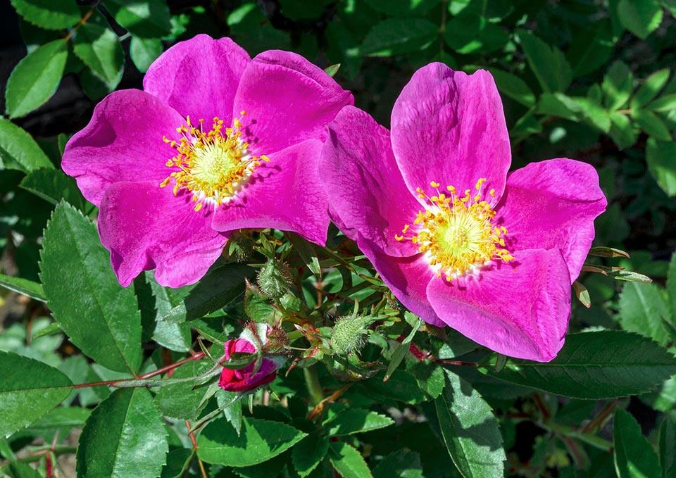 Rosa Landscape Virginiana - View 3 from www redcrocus com