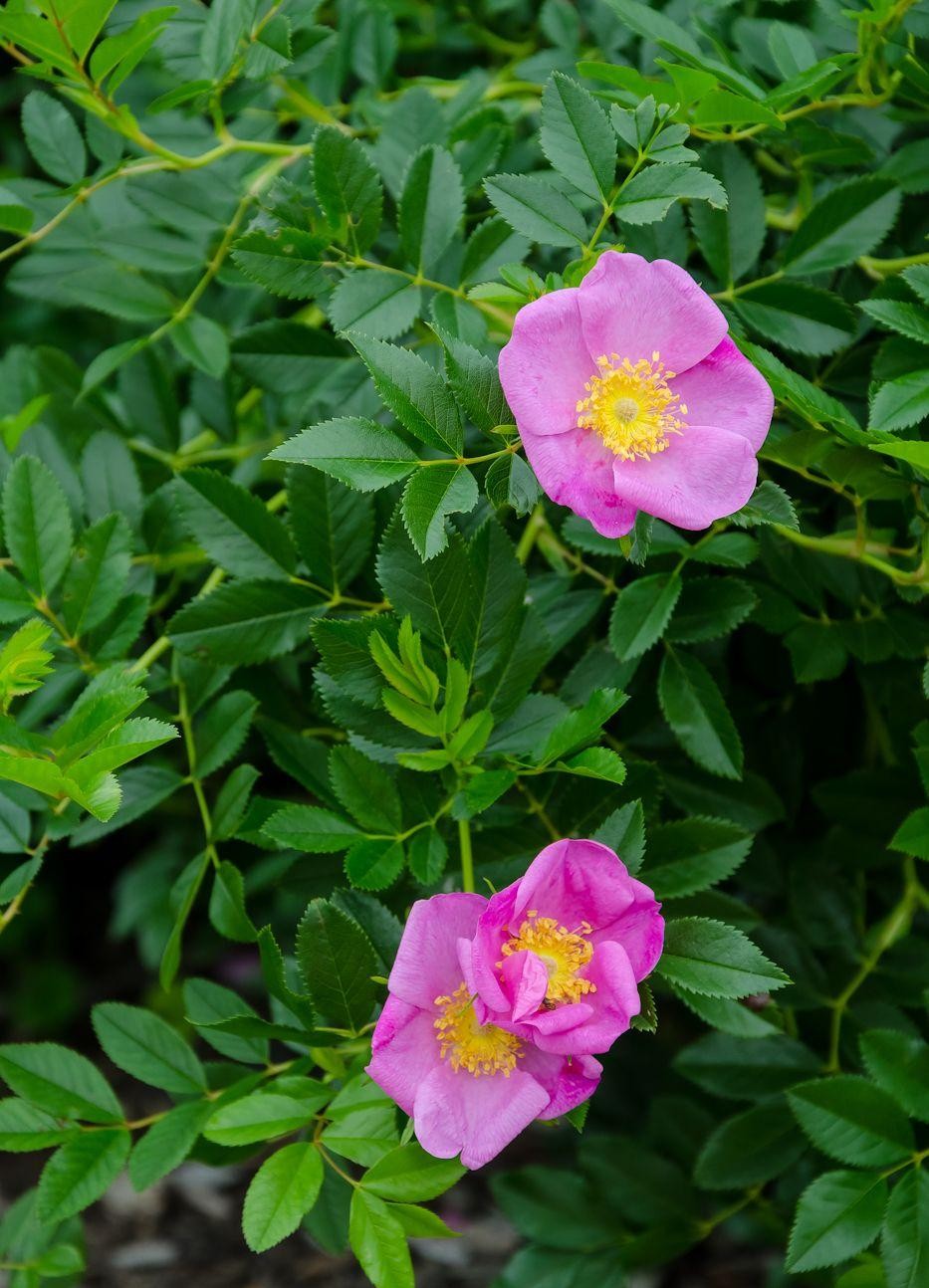 Rosa Landscape Virginiana - View 5 from www redcrocus com