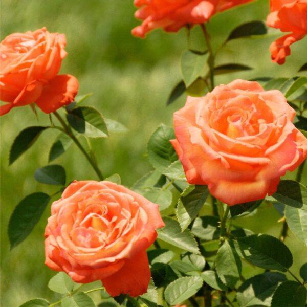 Rosa Hybrid Tea Tropicana - View 13 from www redcrocus com