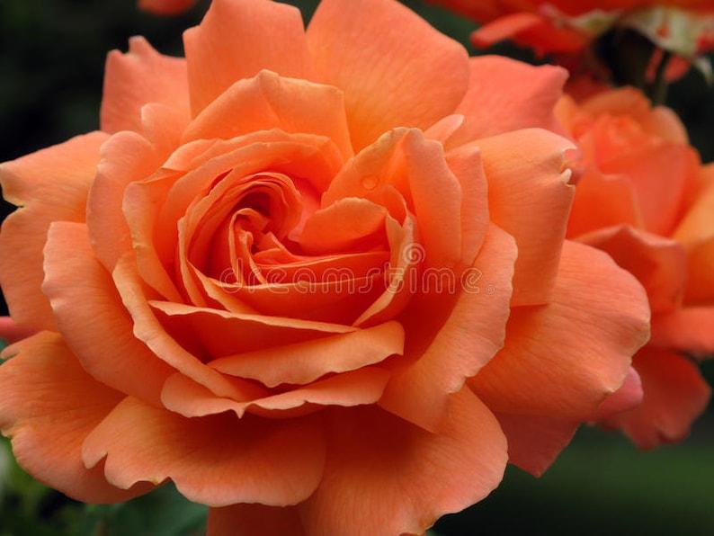 Rosa Hybrid Tea Tropicana - View 20 from www redcrocus com