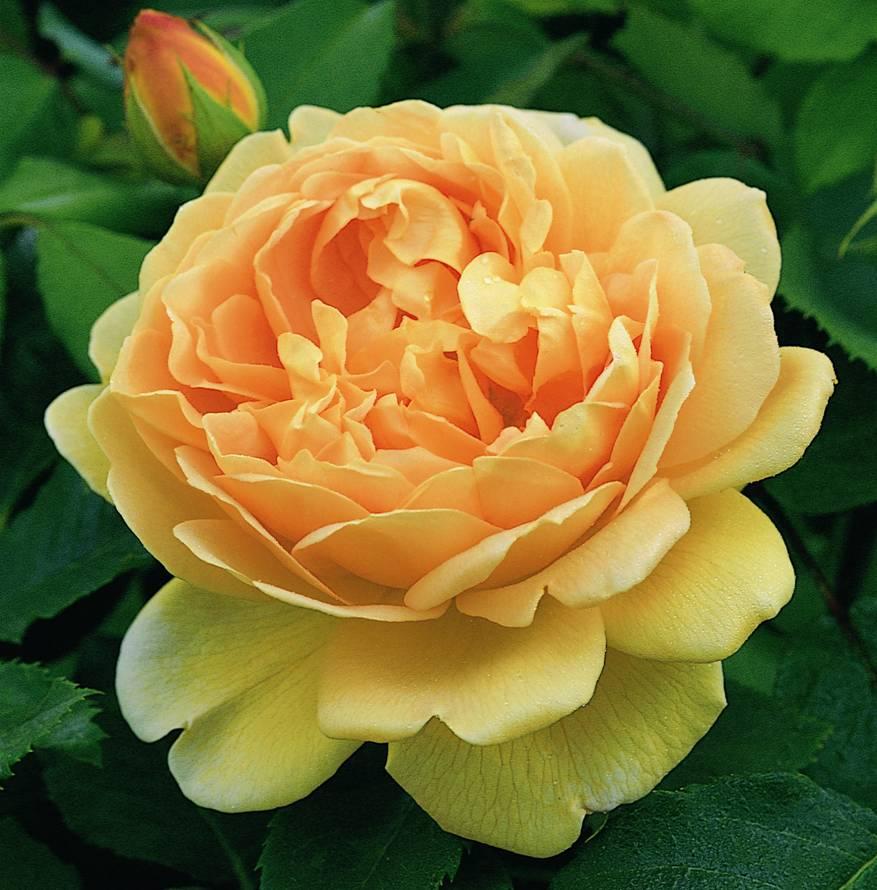 Rosa, David Austin 'golden Celebration' - View 11 from www redcrocus com