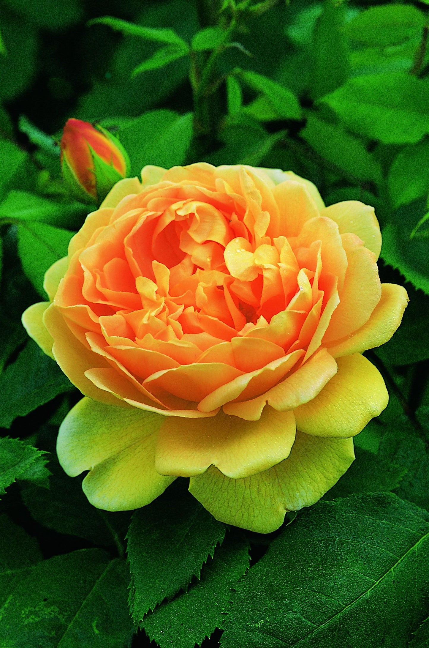 Rosa, David Austin 'golden Celebration' - View 12 from www redcrocus com