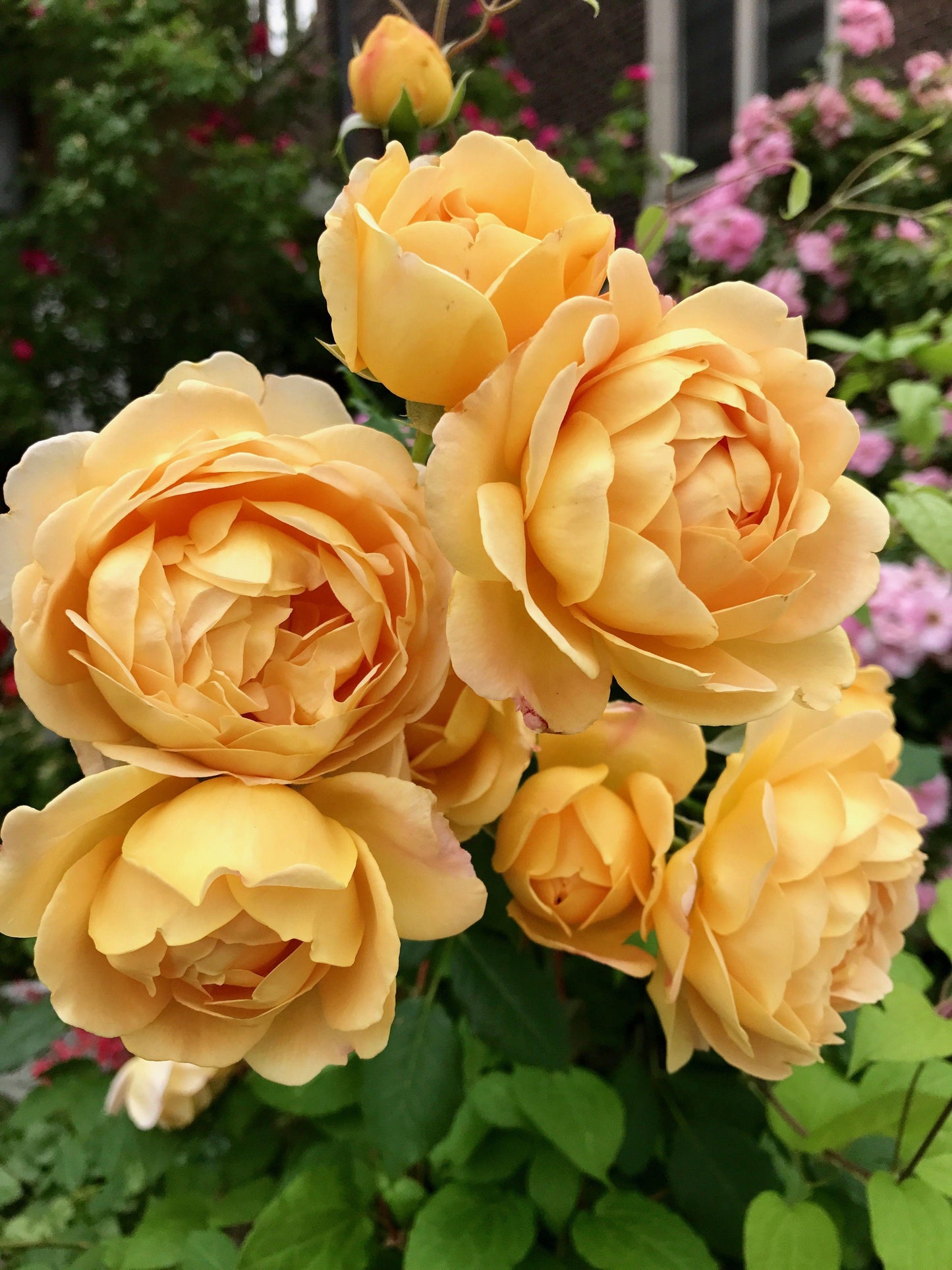 Rosa, David Austin 'golden Celebration' - View 14 from www redcrocus com