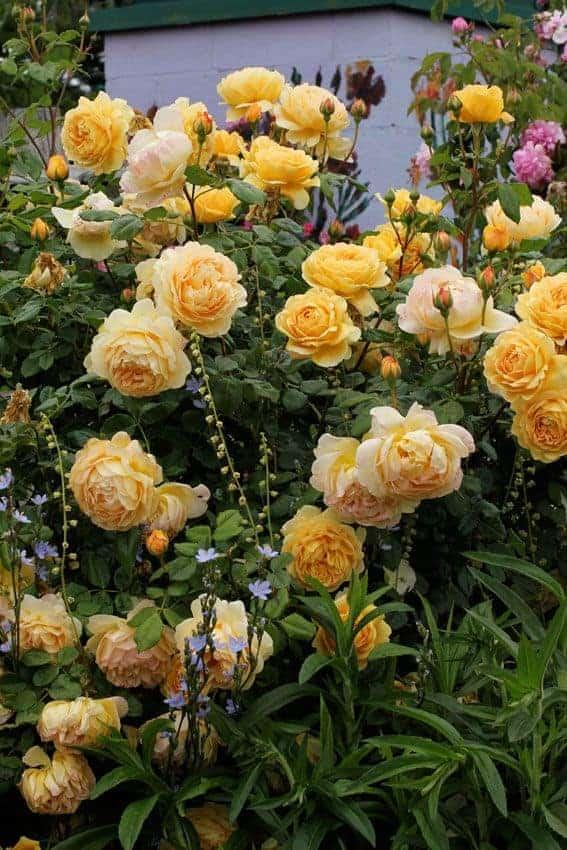 Rosa, David Austin 'golden Celebration' - View 15 from www redcrocus com