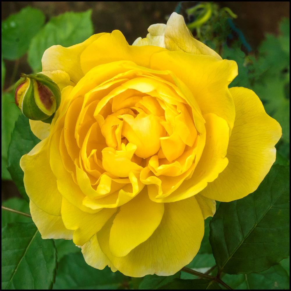 Rosa, David Austin 'golden Celebration' - View 16 from www redcrocus com