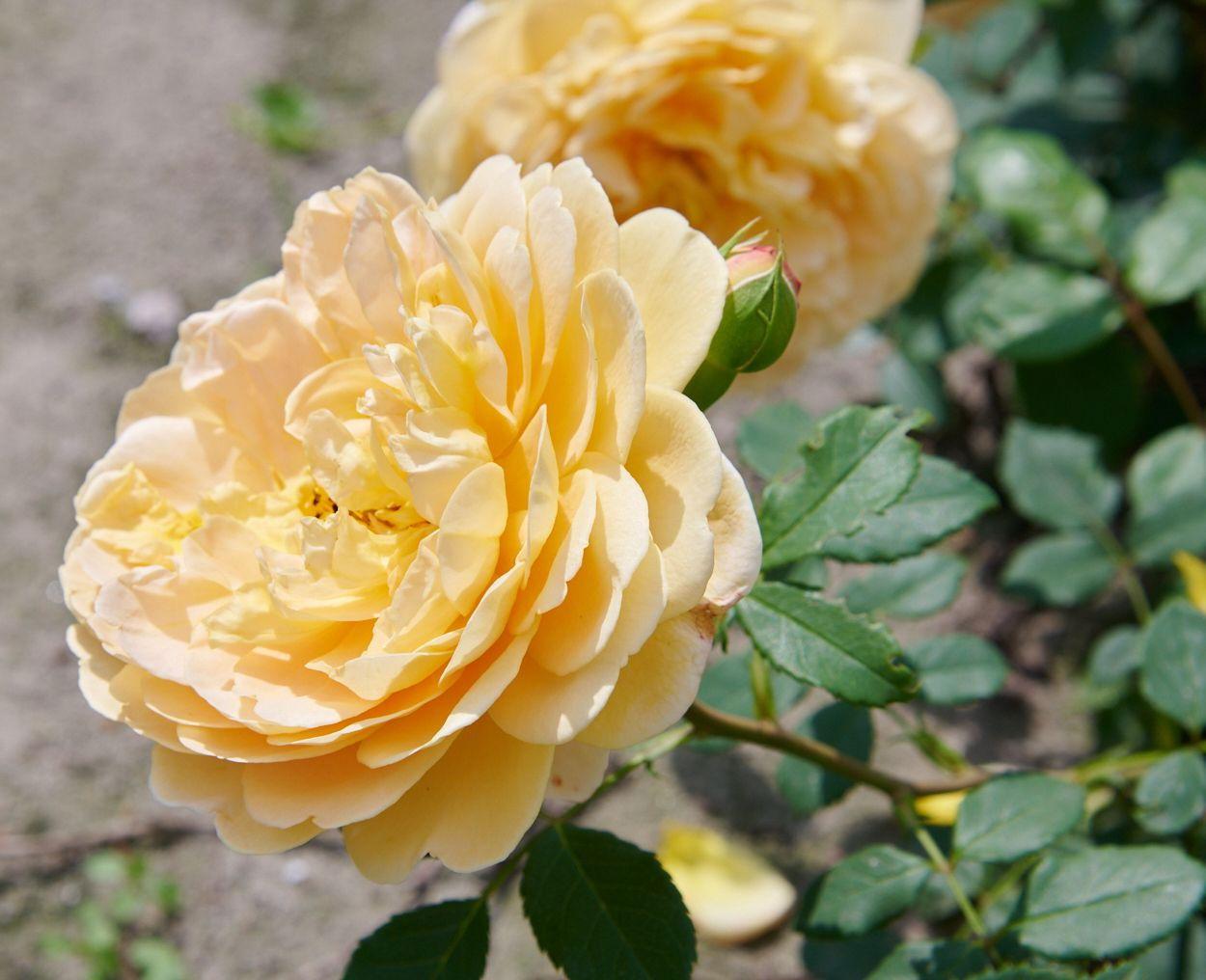 Rosa, David Austin 'golden Celebration' - View 17 from www redcrocus com