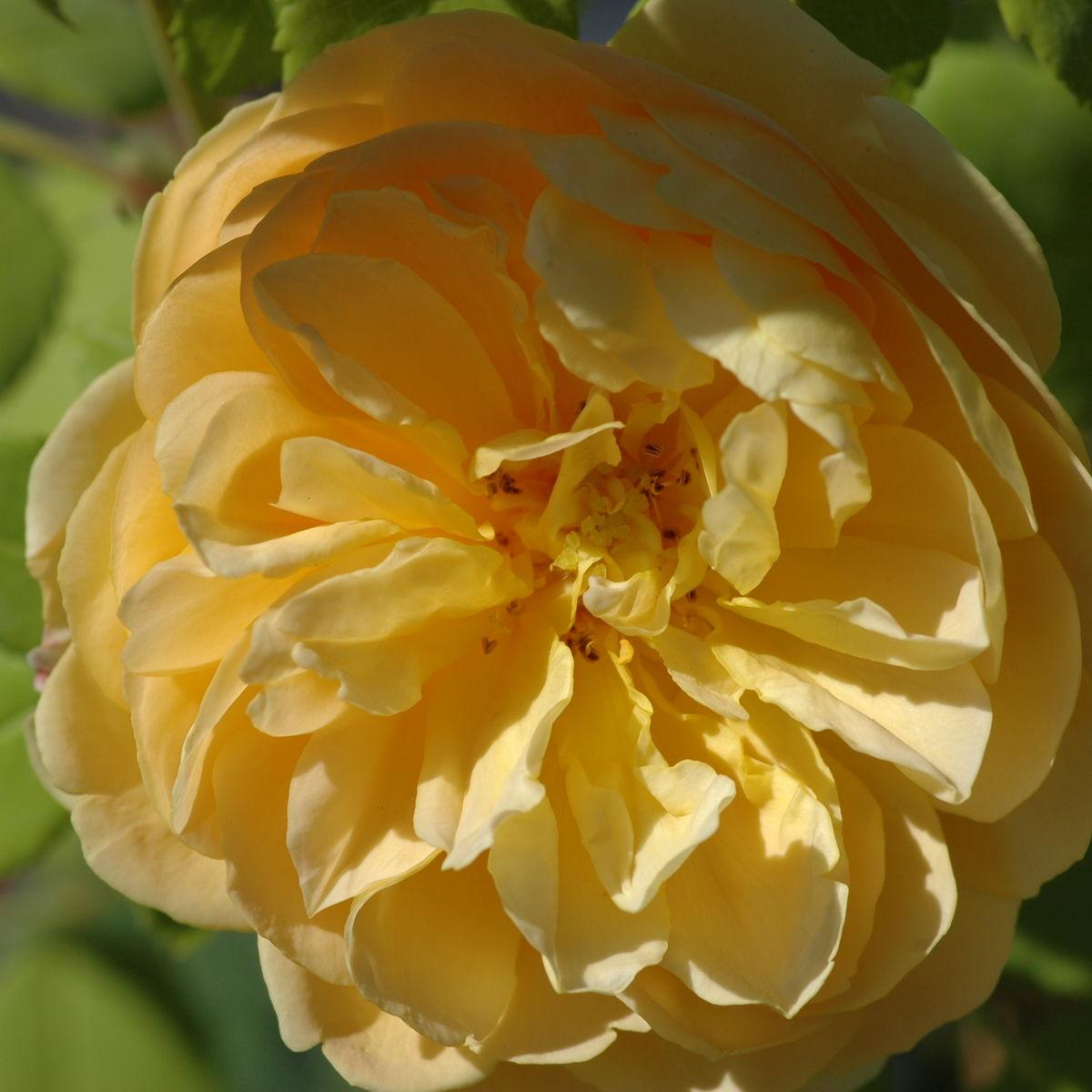 Rosa, David Austin 'golden Celebration' - View 18 from www redcrocus com