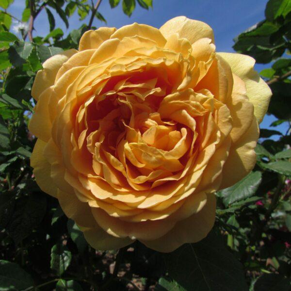 Rosa, David Austin 'golden Celebration' - View 19 from www redcrocus com