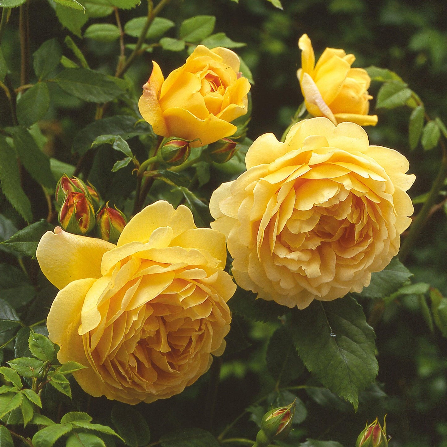 Rosa, David Austin 'golden Celebration' - View 3 from www redcrocus com