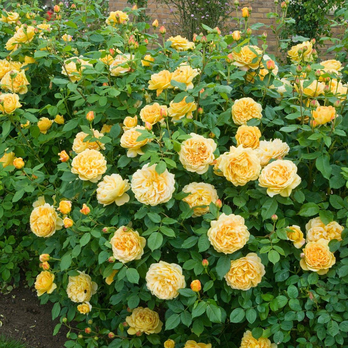Rosa, David Austin 'golden Celebration' - View 4 from www redcrocus com