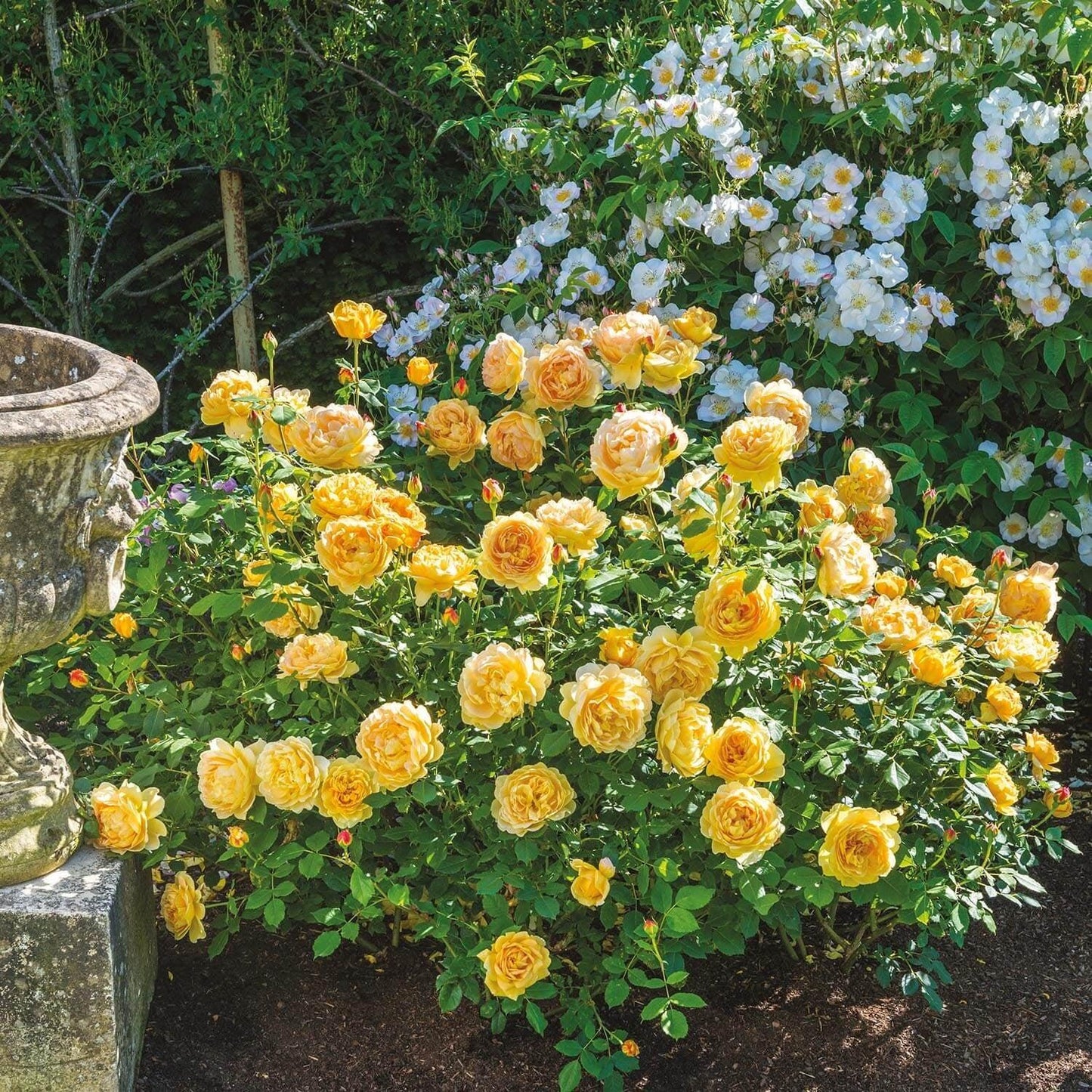 Rosa, David Austin 'golden Celebration' - View 5 from www redcrocus com