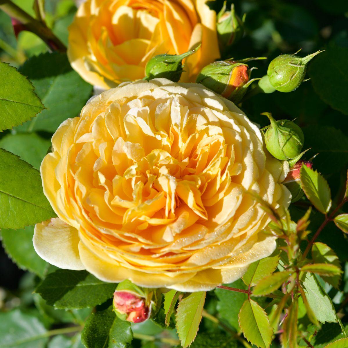 Rosa, David Austin 'golden Celebration' - View 7 from www redcrocus com