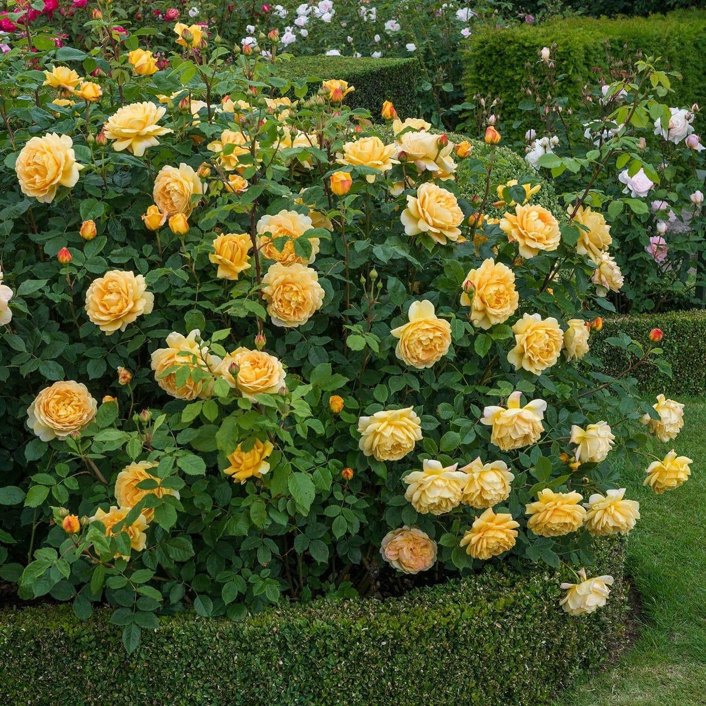Rosa, David Austin 'golden Celebration' - View 8 from www redcrocus com