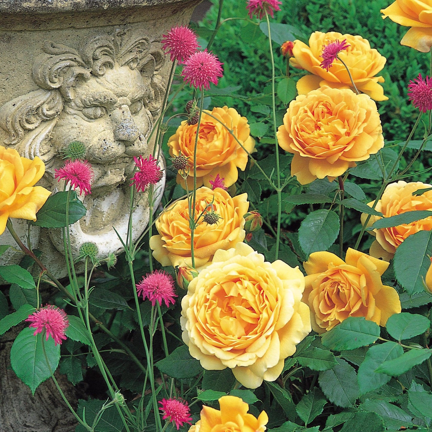 Rosa, David Austin 'golden Celebration' - View 9 from www redcrocus com