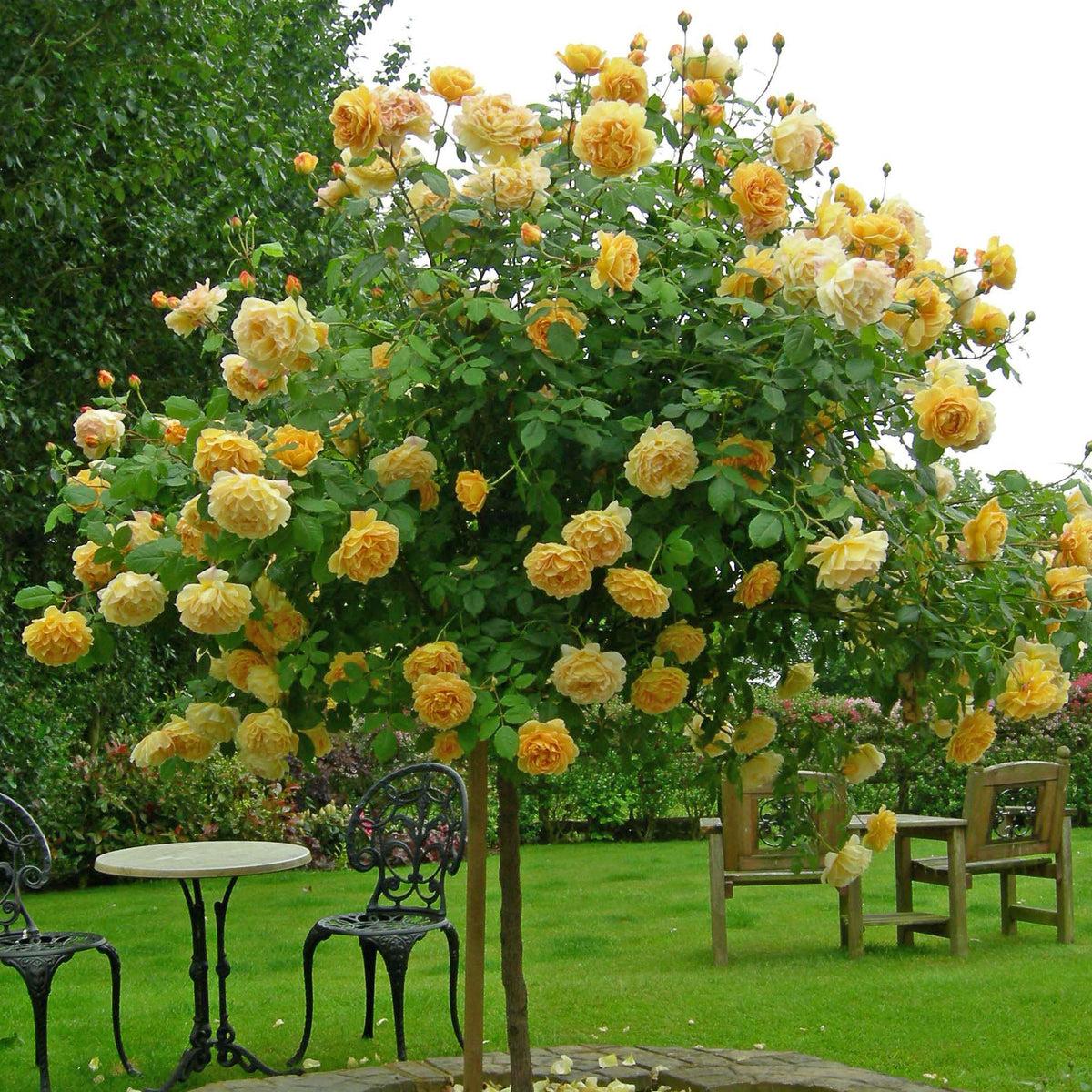 Rosa David Austin Golden Celebration - View 10 from www redcrocus com