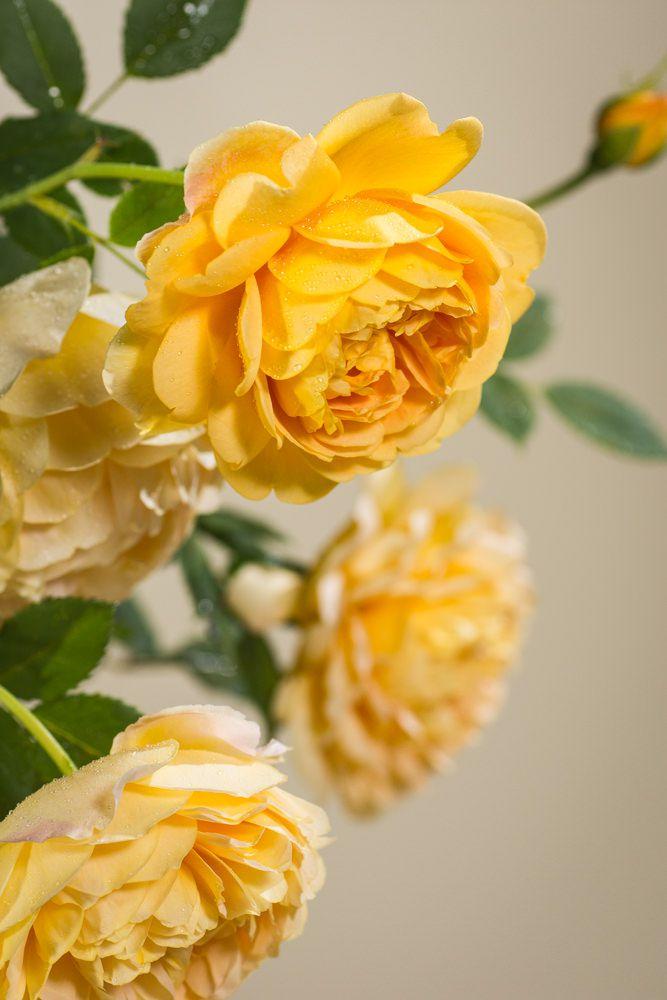 Rosa David Austin Golden Celebration - View 19 from www redcrocus com