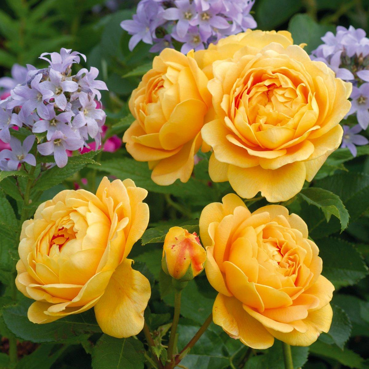 Rosa David Austin Golden Celebration - View 2 from www redcrocus com