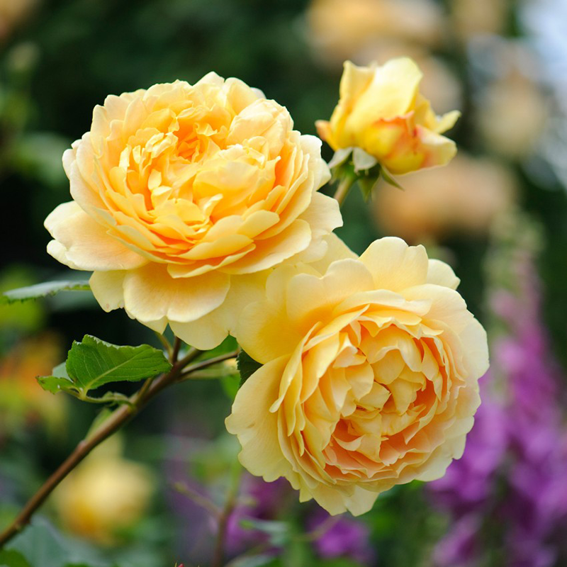 Rosa David Austin Golden Celebration - View 6 from www redcrocus com