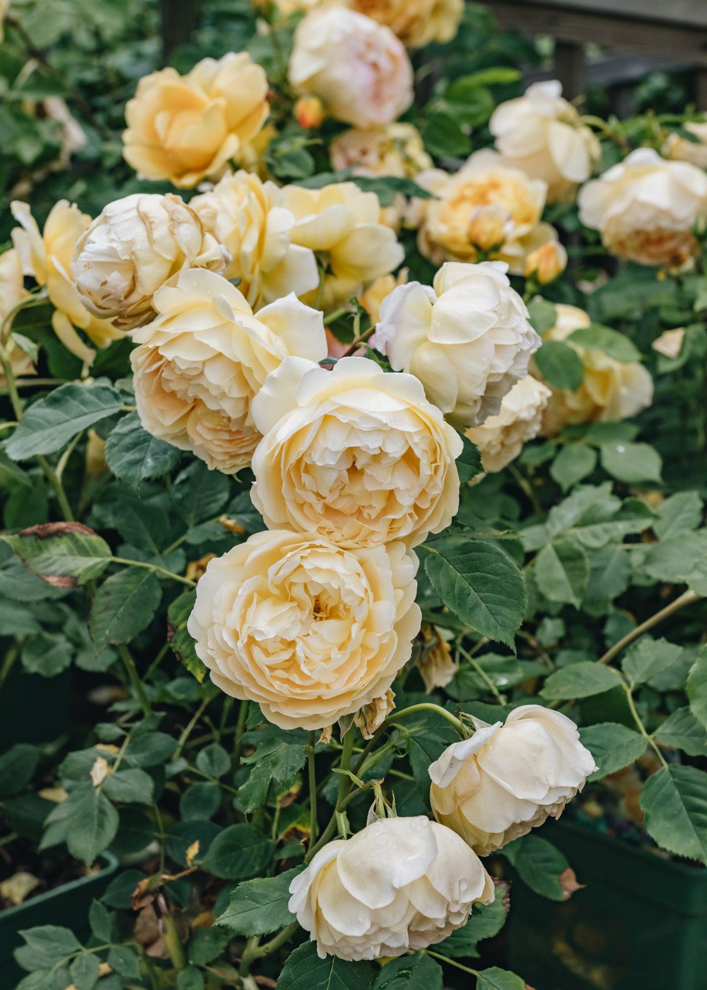 Rosa David Austin Golden Celebration - View 8 from www redcrocus com